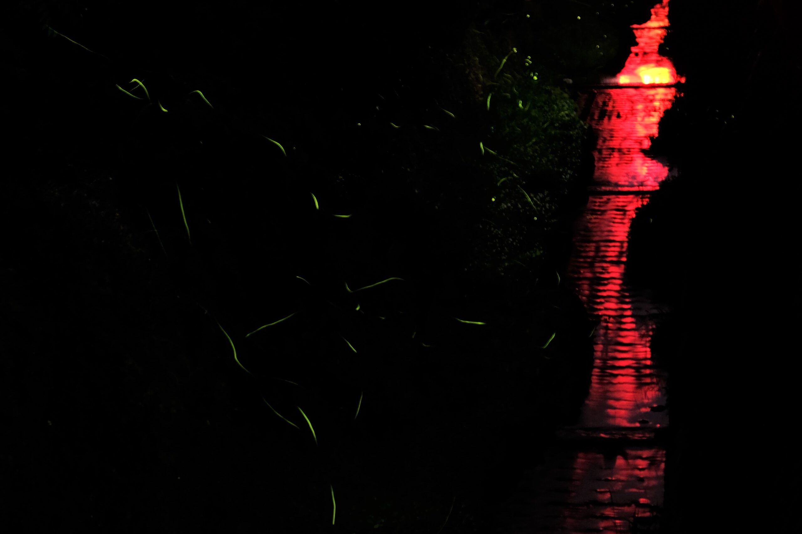 和歌山県橋本市高野口町名古曽　田原川の蛍（ホタル）の写真